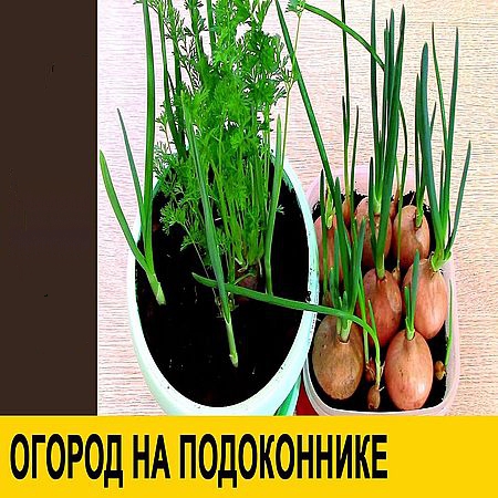 Огород на подоконнике: лук, чеснок, морковь на зелень (2016) WEBRip