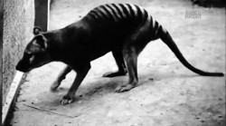   :   ( ) / Extinct or alive: Tasmanian tiger (2016)  HDTVRip