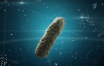 Бактерии. Война миров (05.02.2017) SATRip