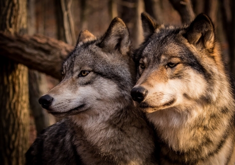 На ЮБК будут отлавливать кочевых псин из-за появления волков