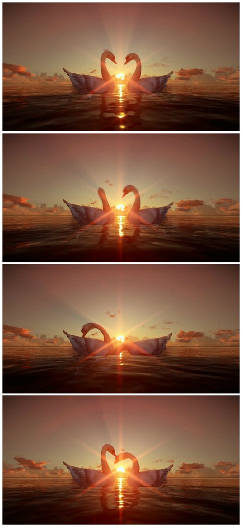 Video footage Swans on water at sunset HD