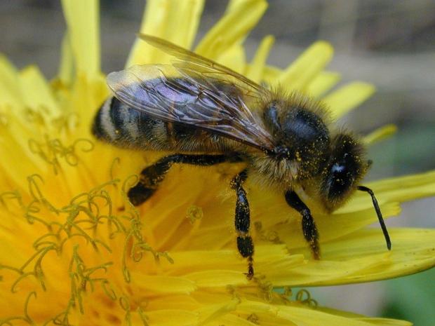 Ученые из Англии записали как пчелы "ругаются" друг с другом при столкновении