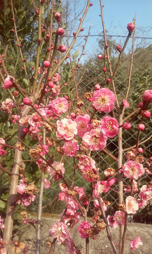 В Крыму уже весна – на ЮБК цветут жасмин и абрикос [фото]