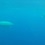 Редкого кита ремнезуба Тру впервые сняли на видео