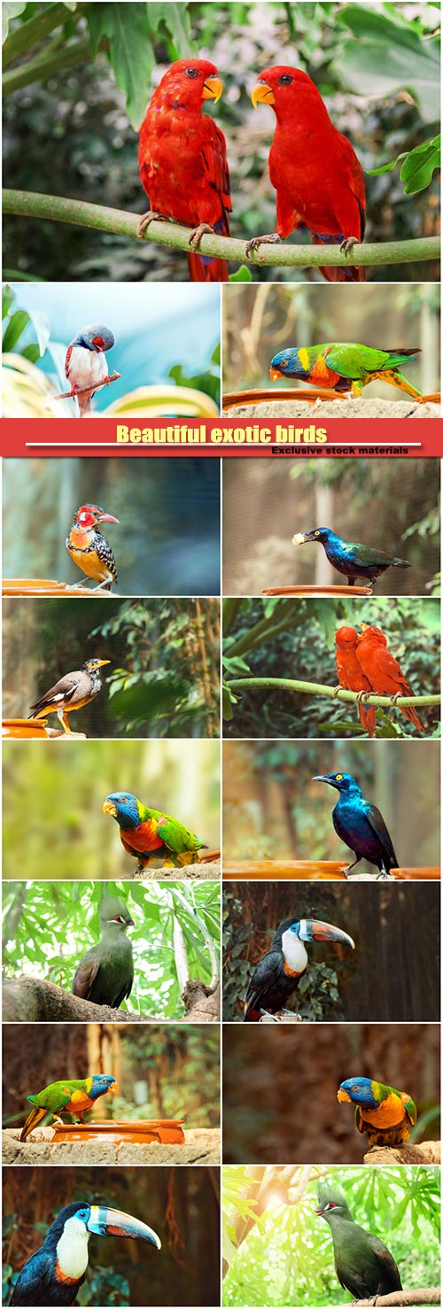 Beautiful exotic birds