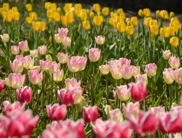 Уже более 10 сортов тюльпанов разболтались к крымскому параду [фото]
