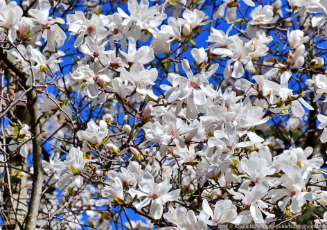 В Никитском ботаническом саду цветет "утонченная аристократка" [фото]