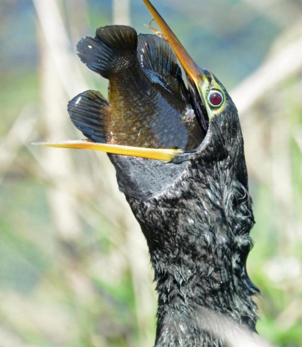Алчная птица проглотила рыбу в три раза вяще её головы