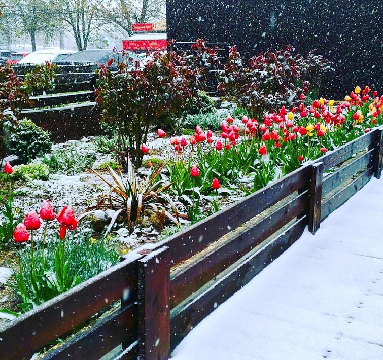 В Крыму цветущую сирень и тюльпаны засыпает снегом [фото]