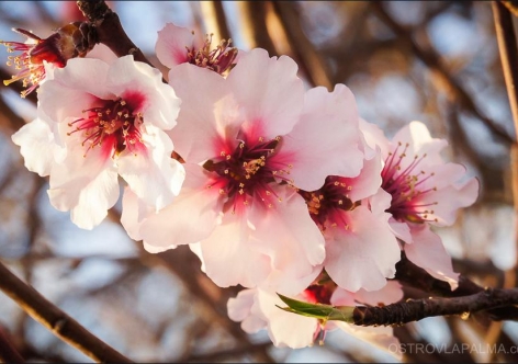 От апрельских заморозков в Крыму вяще итого потерпели абрикосы