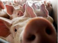 В Киевской области зафиксирована вспышка африканской чумы свиней