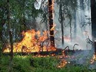 Спасатели Луганщины за субботу 12 один выезжали на ликвидацию пожаров в экосистемах