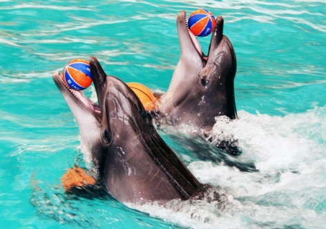 Крымский дельфинарий залил округу помоями