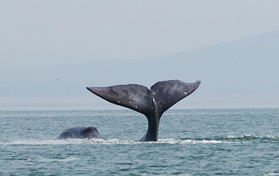В России в устье реки застрял 13-метровый кит