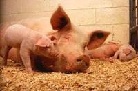 С момента появления в Украине африканской чумы мы недосчитались 130 тыс. свиней