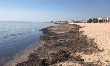 В оккупированном Крыму на пляжи бросило тонны водорослей: фото