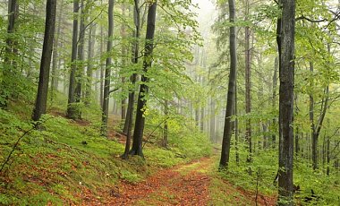 В Украине ужесточили ответственность за беззаконную вырубку леса