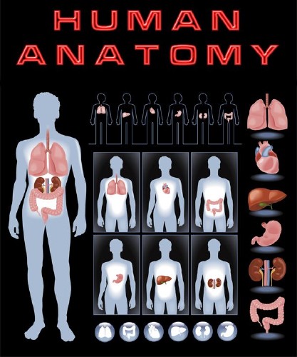 Анатомия человека (подборка векторных отрисовок)