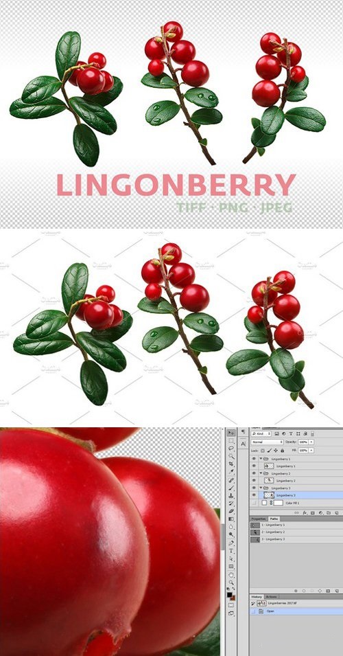 Lingonberry 1835354