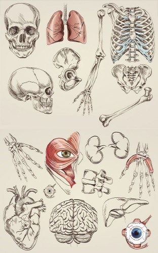 Анатомия человека (подборка векторных отрисовок) часть вторая