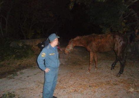 В Крыму конь завалилась в канализацию [фото]