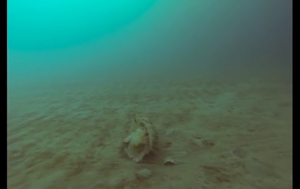 Редкую арктическую медузу сняли на видео