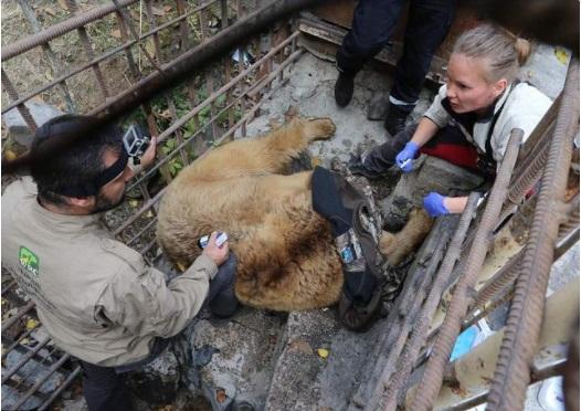 Зоозащитники освободили медведиц проживших в неволе в армянском ресторане 10 лет