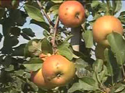 Украинские яблоки будут продаваться в Индии / Новинки / Finance.ua