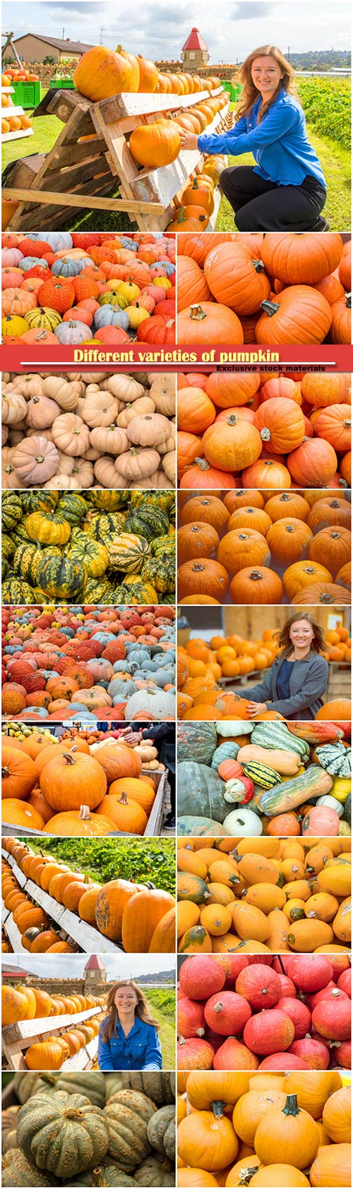 Different varieties of pumpkin